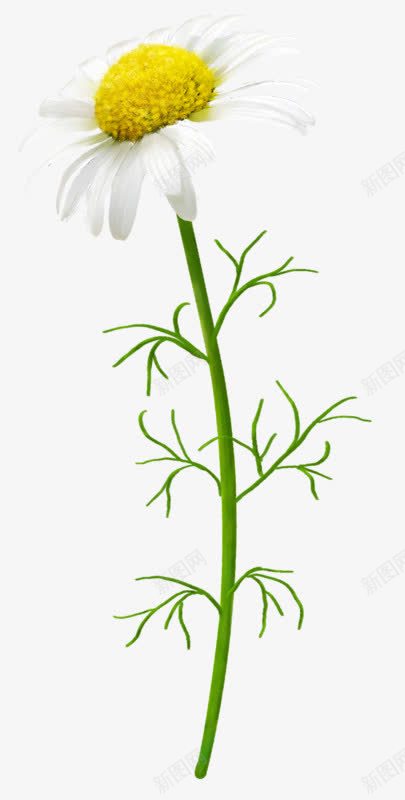 黄色向日葵白色花朵png免抠素材_88icon https://88icon.com 向日葵 白色 花朵 黄色