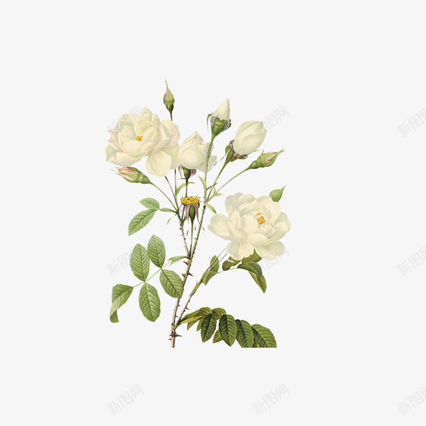 白色手绘植物花卉装饰图案png免抠素材_88icon https://88icon.com 免抠PNG 手绘 植物 白色 花卉 装饰图案 鲜花