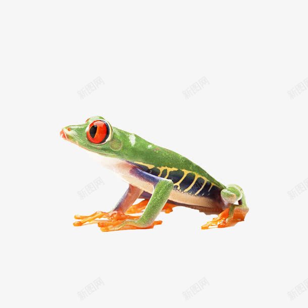 一只树蛙png免抠素材_88icon https://88icon.com 树蛙 毒蛙 青蛙