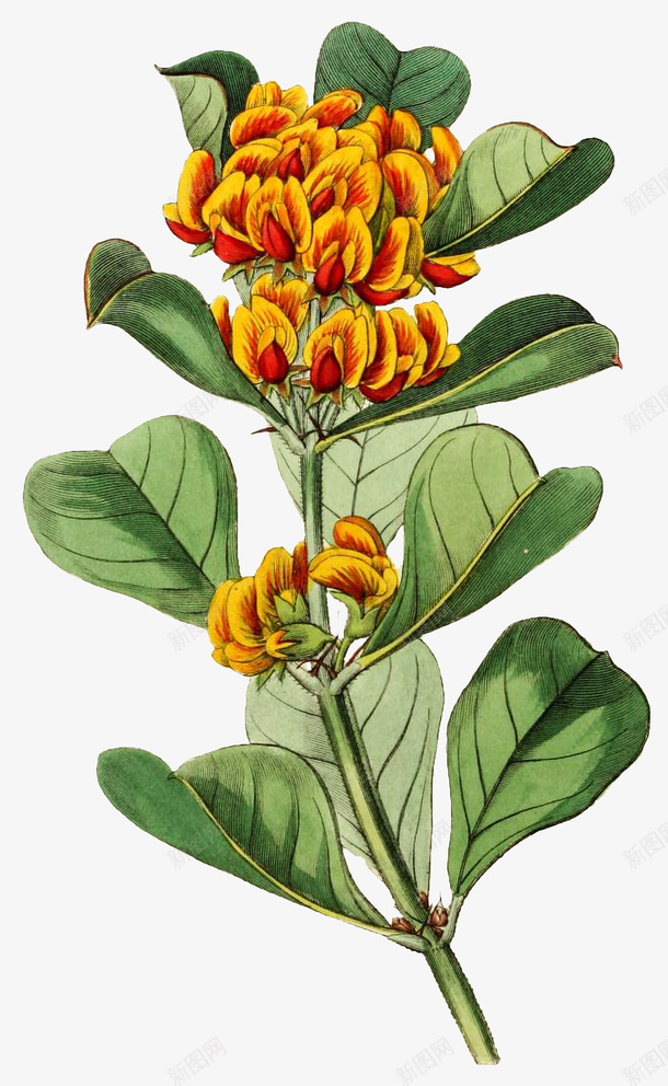 手绘海桐花png免抠素材_88icon https://88icon.com 七里香 宝珠香 山瑞香 山矾 植物图谱 海桐花