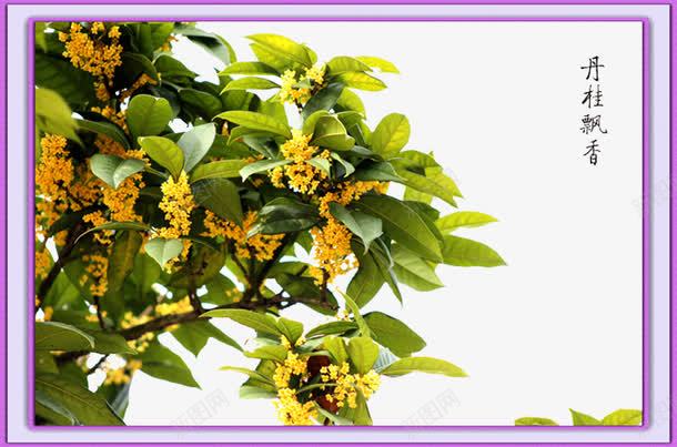桂花芬芳馥郁png免抠素材_88icon https://88icon.com 一簇簇 中秋桂花 十里 的小花 细如米粒 香飘