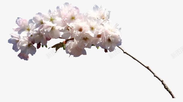 手绘花朵抽象花朵桃花png免抠素材_88icon https://88icon.com 手绘花朵 手绘花朵素材 抽象花朵 抽象鲜花 摄影 桃花 花束 鲜花图片 鲜花素材