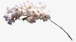 手绘花朵抽象花朵桃花png图片下载 手绘花朵抽象花朵桃花素材