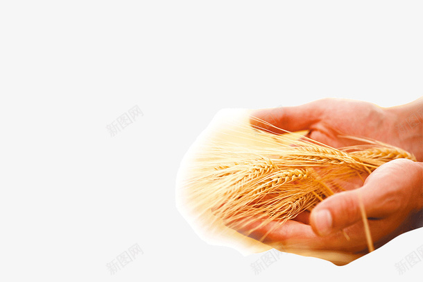 食品的珍贵性png免抠素材_88icon https://88icon.com 性 珍 的 贵 食品