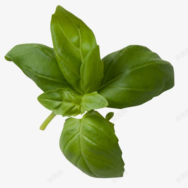 飞龙菜叶绿色png免抠素材_88icon https://88icon.com 绿色 菜叶 蔬菜 飞龙