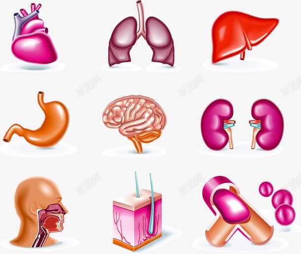 人体内脏png免抠素材_88icon https://88icon.com 人体 人体内脏器官 内脏 内脏图 器官 大脑 心脏 肺