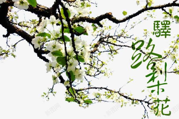 题字花图png免抠素材_88icon https://88icon.com 免费素材 叶子 树 梨花树 花