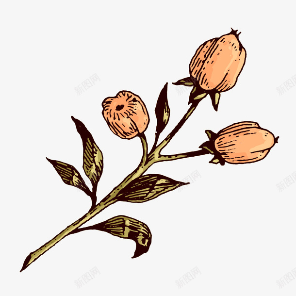 卡通复古黄色果实植物png免抠素材_88icon https://88icon.com 卡通果实 复古 果实 植物 水彩 花朵 黄色果实