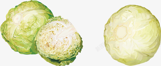 绿色卷心菜矢量图ai免抠素材_88icon https://88icon.com 卷心菜 绿色 蔬菜 餐饮 矢量图