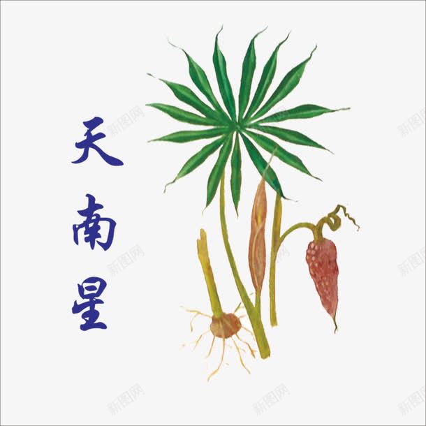 天南星png免抠素材_88icon https://88icon.com 中药 本草纲目 草药 药材