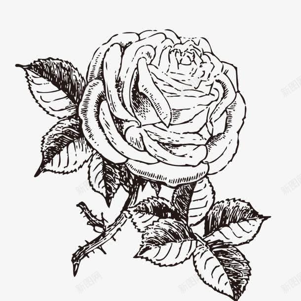 带刺的玫瑰花png免抠素材_88icon https://88icon.com png图形 png装饰 叶子 手绘 玫瑰花 装饰
