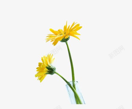 玻璃花瓶花卉黄色的话盛开花png免抠素材_88icon https://88icon.com 玻璃花瓶 盛开花 花卉 黄色的话