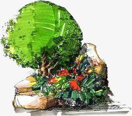 手绘树木园林植物png免抠素材_88icon https://88icon.com 园林 树木 植物