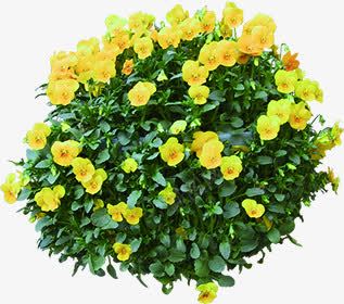 黄色清新花丛装饰png免抠素材_88icon https://88icon.com 清新 花丛 装饰 黄色