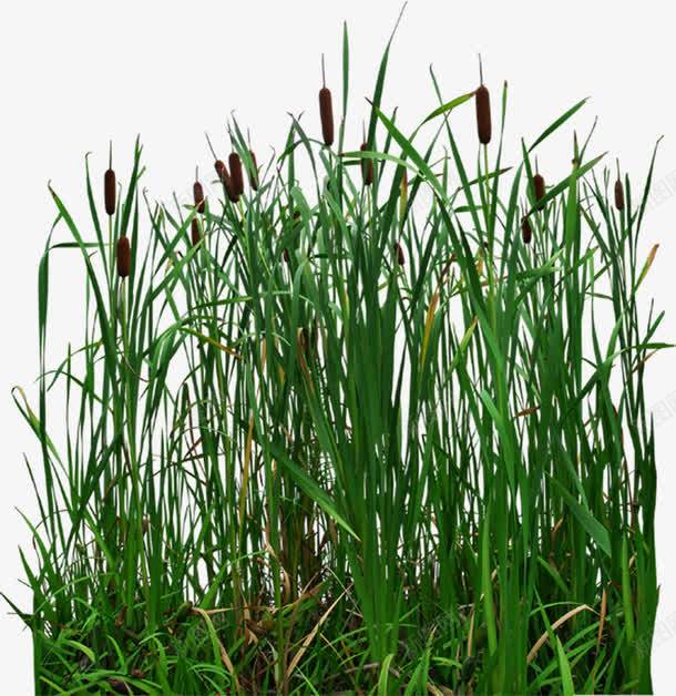 唯美绿色植物景观png免抠素材_88icon https://88icon.com 景观 绿色植物