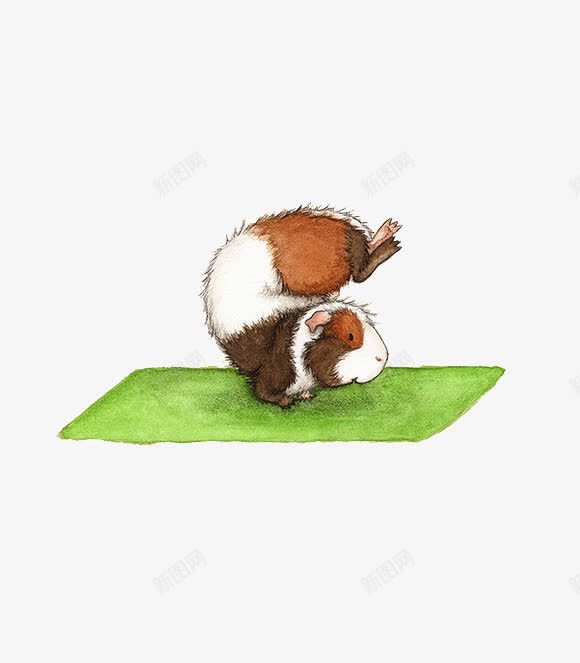 小做瑜伽插画png免抠素材_88icon https://88icon.com 创意 小豚鼠 插画 瑜伽 瑜伽垫 绿色 荷兰猪