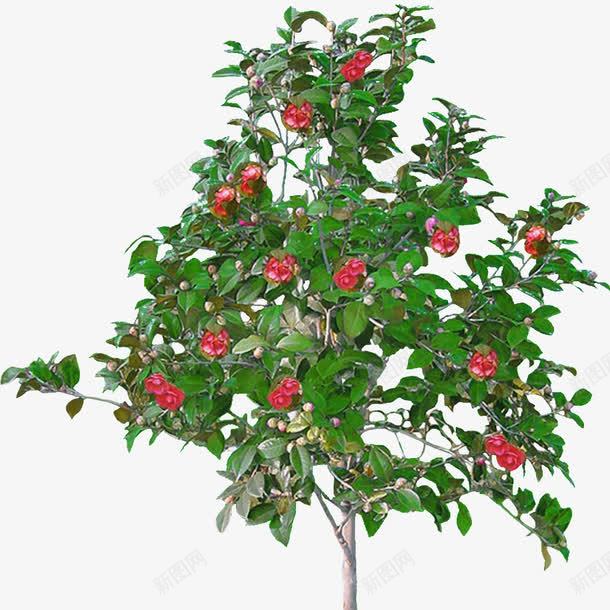 红茶花png免抠素材_88icon https://88icon.com 产品实物 树 红色 红茶花 茶花 茶花树