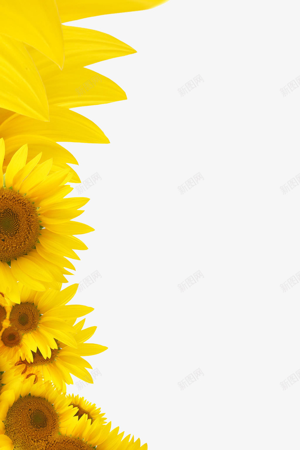 向日葵装饰图案png免抠素材_88icon https://88icon.com 向日葵 花朵 装饰图案 边框