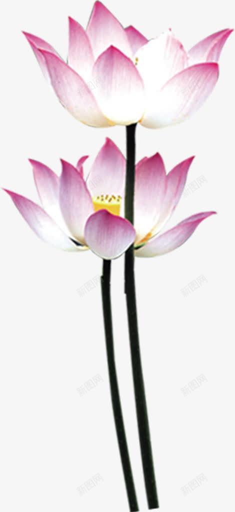 水墨画粉色荷花七夕浪漫情人节png免抠素材_88icon https://88icon.com 情人 水墨画 浪漫 粉色 荷花