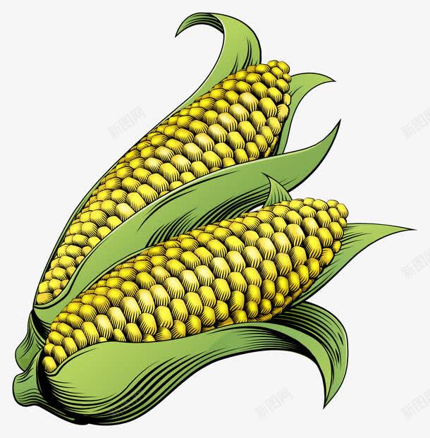 农作物庄稼png免抠素材_88icon https://88icon.com 植物 玉米 食材