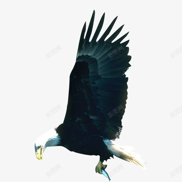 飞鹰png免抠素材_88icon https://88icon.com 飞鹰 鹰 鹰素材