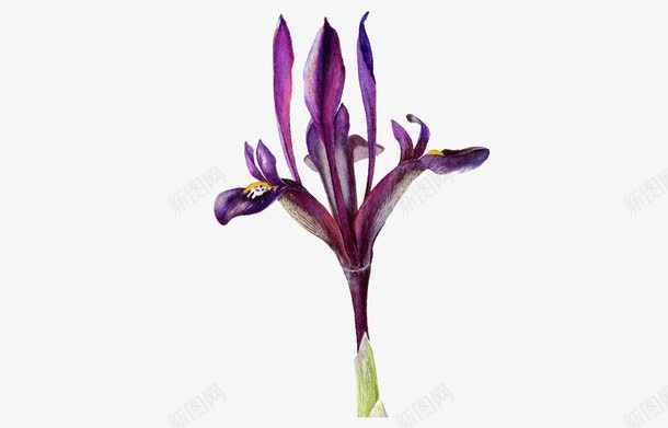 紫色的花png免抠素材_88icon https://88icon.com 插画 旧插画花免费下载 油画 花