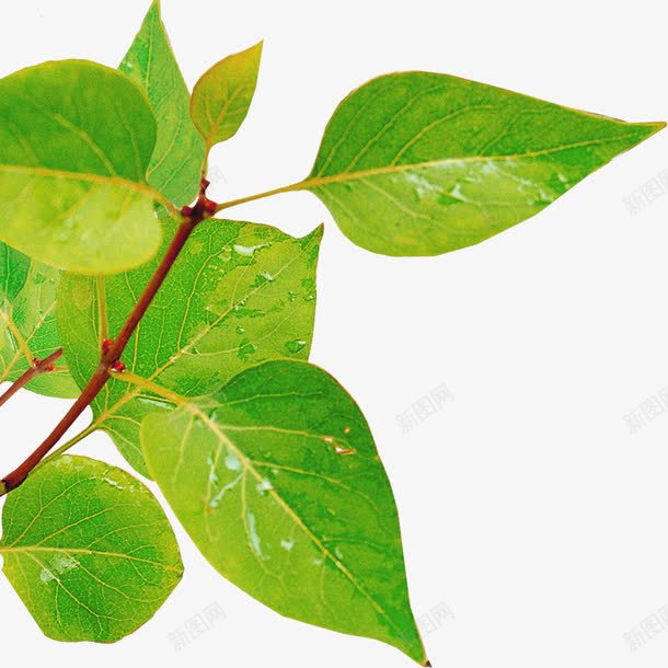 摄影绿色草本植物树叶png免抠素材_88icon https://88icon.com 摄影 树叶 绿色 草本植物