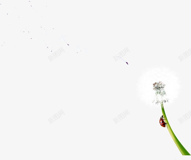 白色飞舞蒲公英美景png免抠素材_88icon https://88icon.com 白色 美景 蒲公英 飞舞