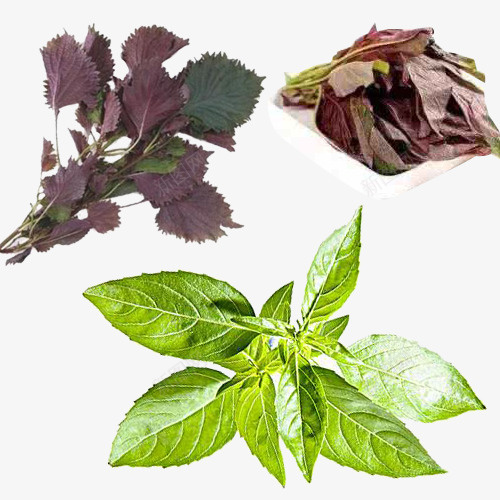 绿色紫苏叶png免抠素材_88icon https://88icon.com 双子叶植物纲 唇形科 塔花族 密被长柔毛 直立草本 紫苏叶