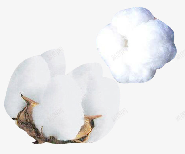 两朵白精梳棉棉花png免抠素材_88icon https://88icon.com 两朵 两朵白精梳棉棉花图片素材免费下载 棉花 植物 白色 精梳棉