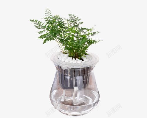 狼尾菊水培png免抠素材_88icon https://88icon.com 净化空气 植物 水培 水培植物 清新 绿色 装饰