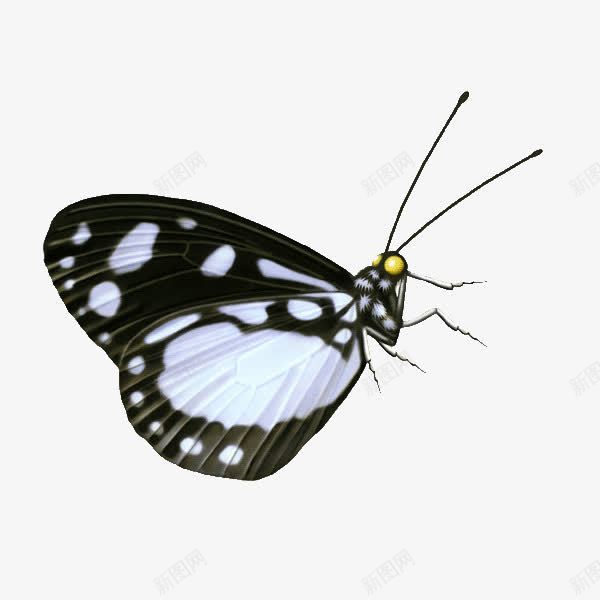 黑色斑点蝴蝶png免抠素材_88icon https://88icon.com 斑点 素材 蝴蝶 黑色