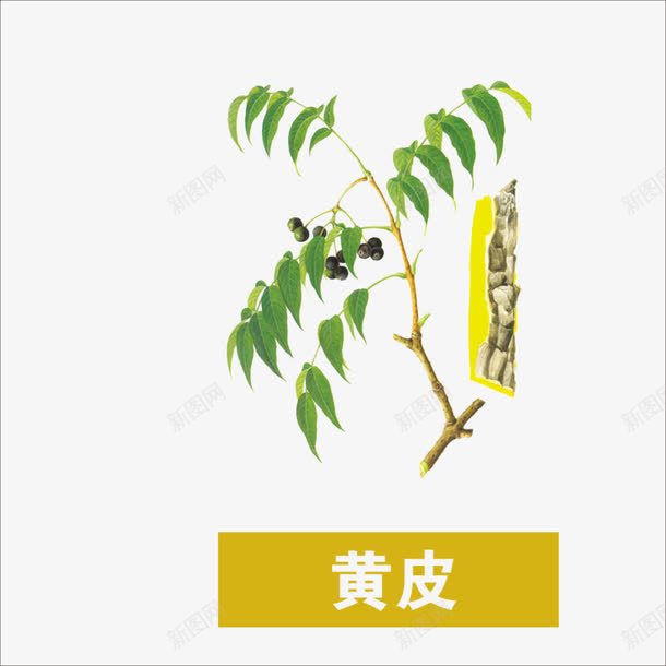 黄皮png免抠素材_88icon https://88icon.com 中药 本草纲目 草药 药材