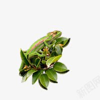 蜥蜴png免抠素材_88icon https://88icon.com 动物 绿色植物 蜥蜴