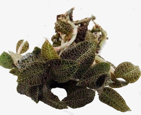 人工种植的金线莲png免抠素材_88icon https://88icon.com 人工种植的 有效成份 赶超野生金线莲 金线莲 金线莲的