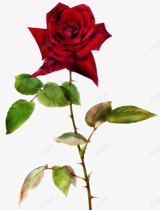 手绘的大红色月季花png免抠素材_88icon https://88icon.com 月季花 红色