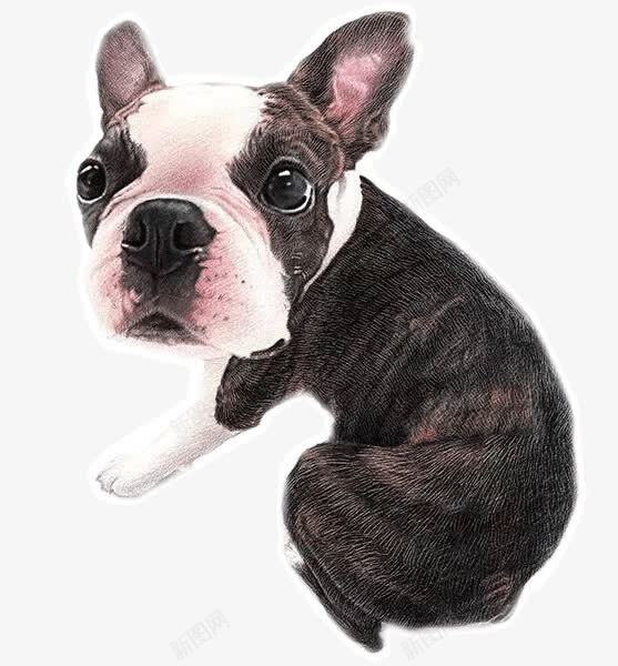 手绘斗牛犬png免抠素材_88icon https://88icon.com 法斗png透明矢量图片 法斗免费矢量图片 法斗图片库 法斗库矢量图片