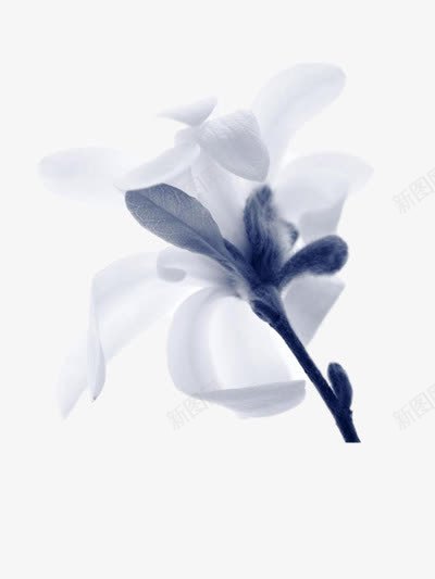 手绘百合花png免抠素材_88icon https://88icon.com 手绘 水墨 素描百合花 花 黑白