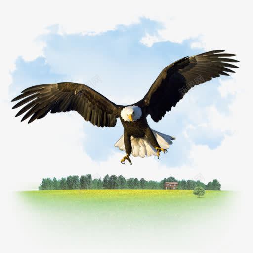 动物鹰我的7个图标png免抠素材_88icon https://88icon.com Animals eagle 动物 鹰