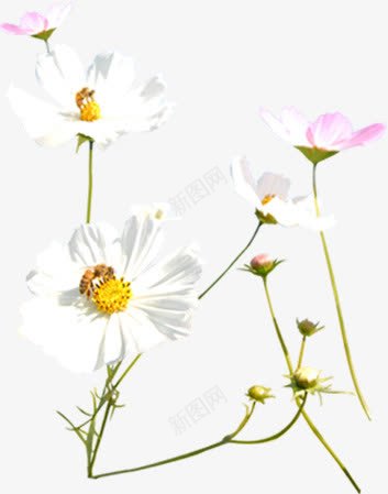 现代花店宣传彩页png免抠素材_88icon https://88icon.com 宣传 现代 花店