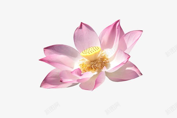 粉色荷花花蓬png免抠素材_88icon https://88icon.com 粉色 素材 荷花