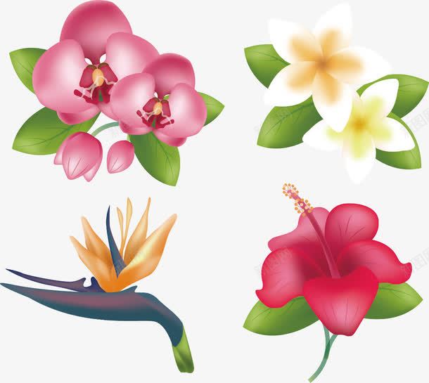 手绘花朵装饰png免抠素材_88icon https://88icon.com 手绘 植物 花朵 鸡蛋花