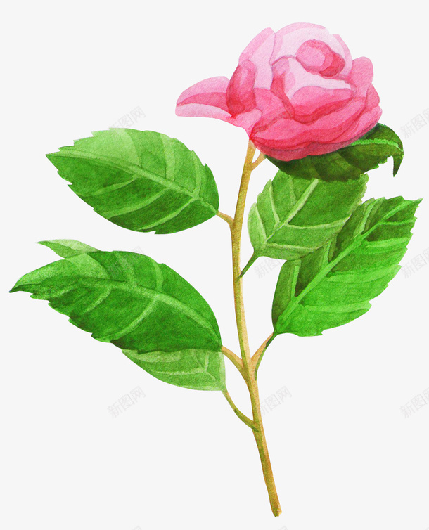 水彩粉色玫瑰花简图png免抠素材_88icon https://88icon.com 叶子 桔梗 植物 水彩 简图 粉色玫瑰花 绿植