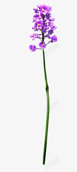 紫色花朵花苞装饰png免抠素材_88icon https://88icon.com 紫色 花朵 花苞 装饰