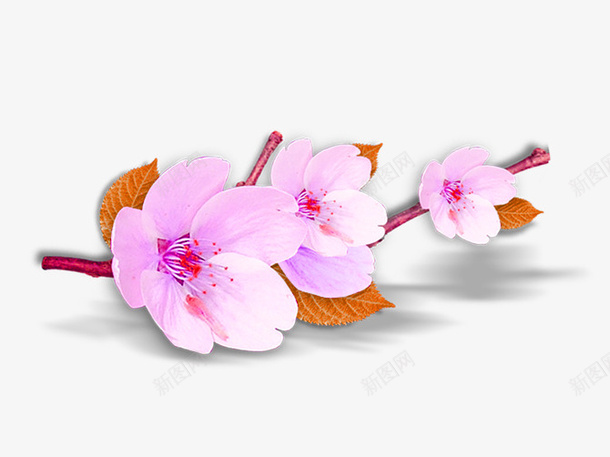 粉色桃花枝桠装饰图案png免抠素材_88icon https://88icon.com 免抠PNG 枝桠 桃花 粉色 装饰图案
