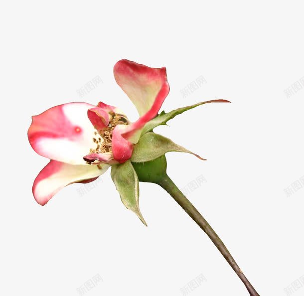 凋谢的粉色月季花png免抠素材_88icon https://88icon.com 凋谢的 凋谢的花 月季花 植物 玫瑰 粉色 花 花朵 花瓣 花茎