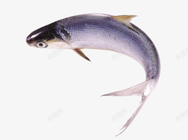 新鲜鱼类png免抠素材_88icon https://88icon.com 新鲜 食材 食物 鱼类
