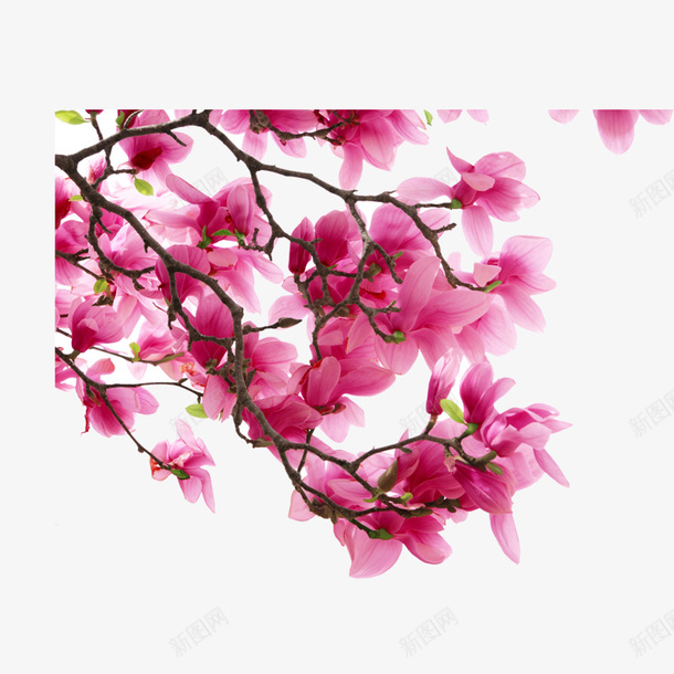 美丽的花儿png免抠素材_88icon https://88icon.com 粉色