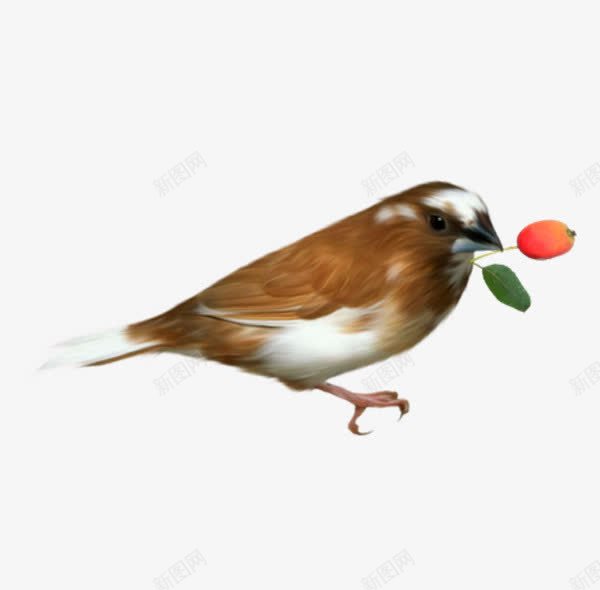 手绘麻雀png免抠素材_88icon https://88icon.com 动物 灰色 褐色 飞禽 鸟 麻雀