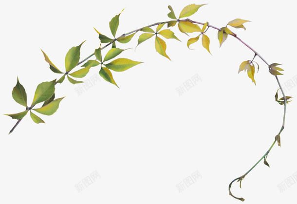 绿色清新树藤装饰图案A5字体png免抠素材_88icon https://88icon.com A5字体 免抠PNG 树藤 清新 绿色 装饰图案